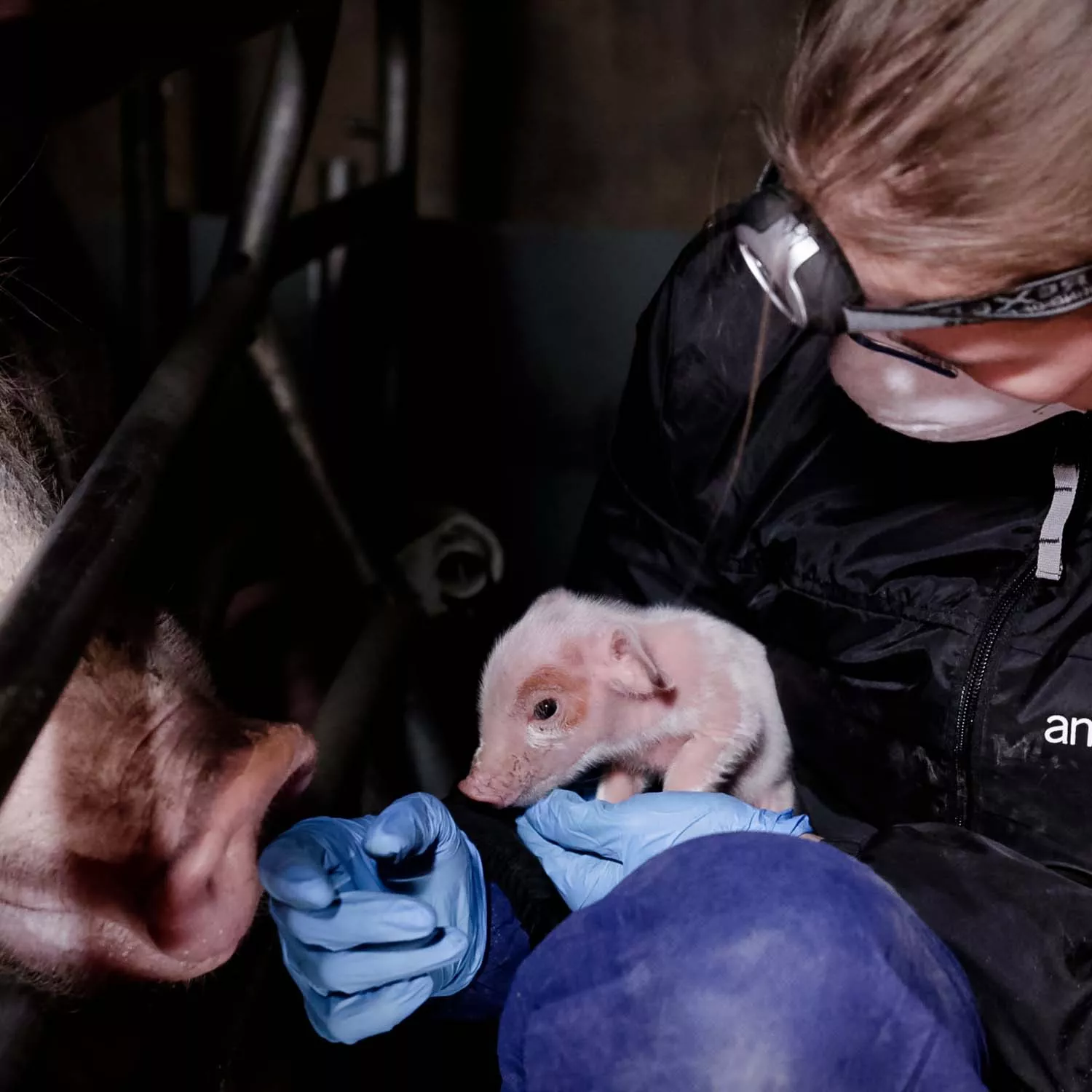 Female investigator holding piglet.