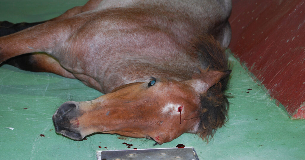 horse investigation mexico horse after being stunned shot in head 1200x630 1 1024x0 c default Animal Equality’s Campaign to End Horse Slaughter