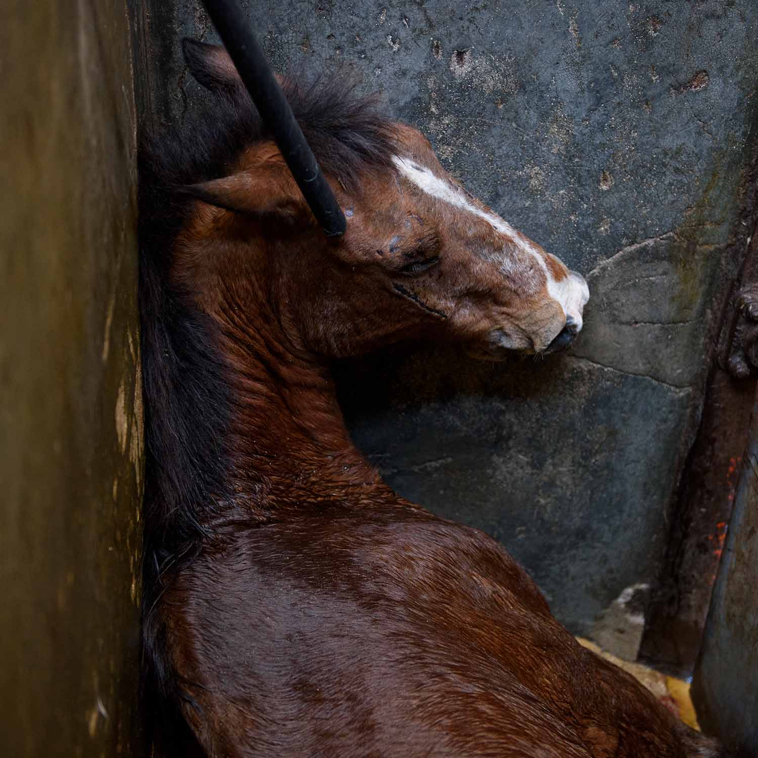 horse investigation mexico horse being poked in head with pole 1500x1500 1 Animal Equality’s Campaign to End Horse Slaughter