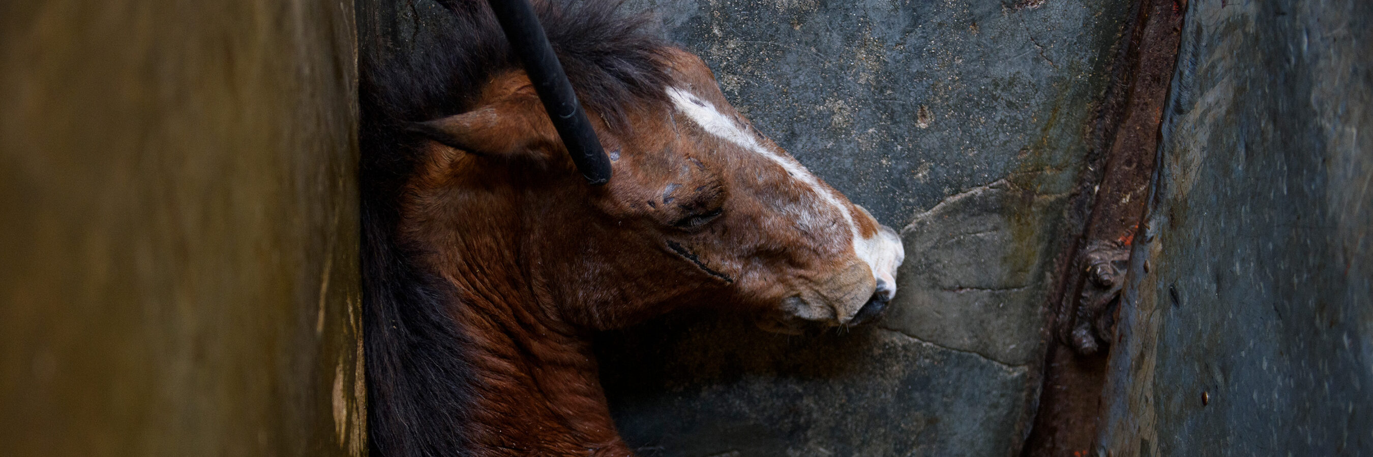 Animal Equality’s Campaign to End Horse Slaughter Animal Equality