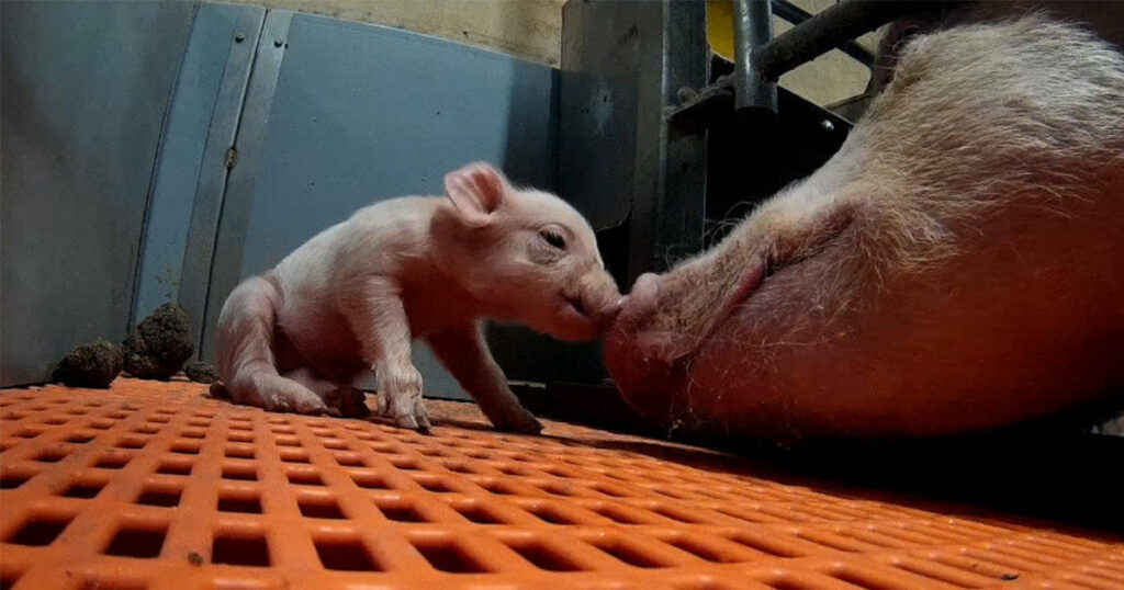 mother pig in crate touching noses with piglet under crate bars 1024x0 c default A Letter from Jane, An Animal Equality Undercover Investigator