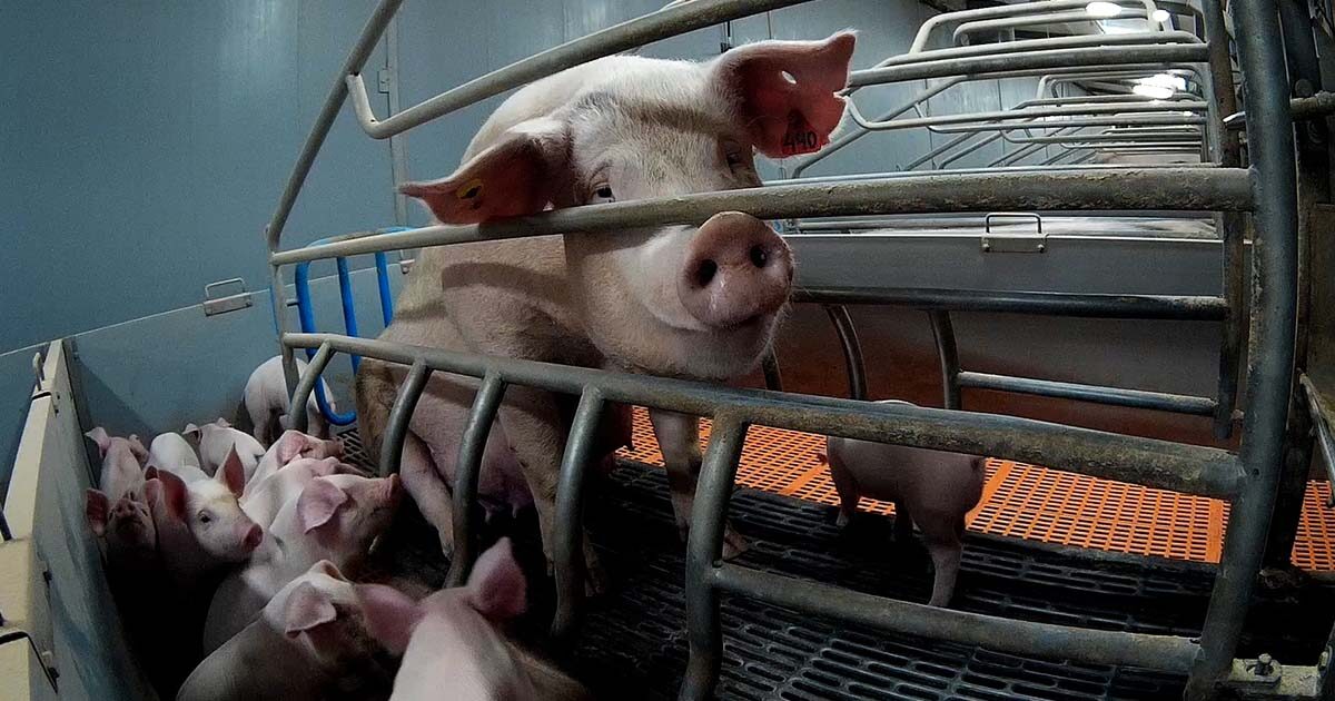 Why Factory Farming Is The Largest Cause Of Animal Abuse