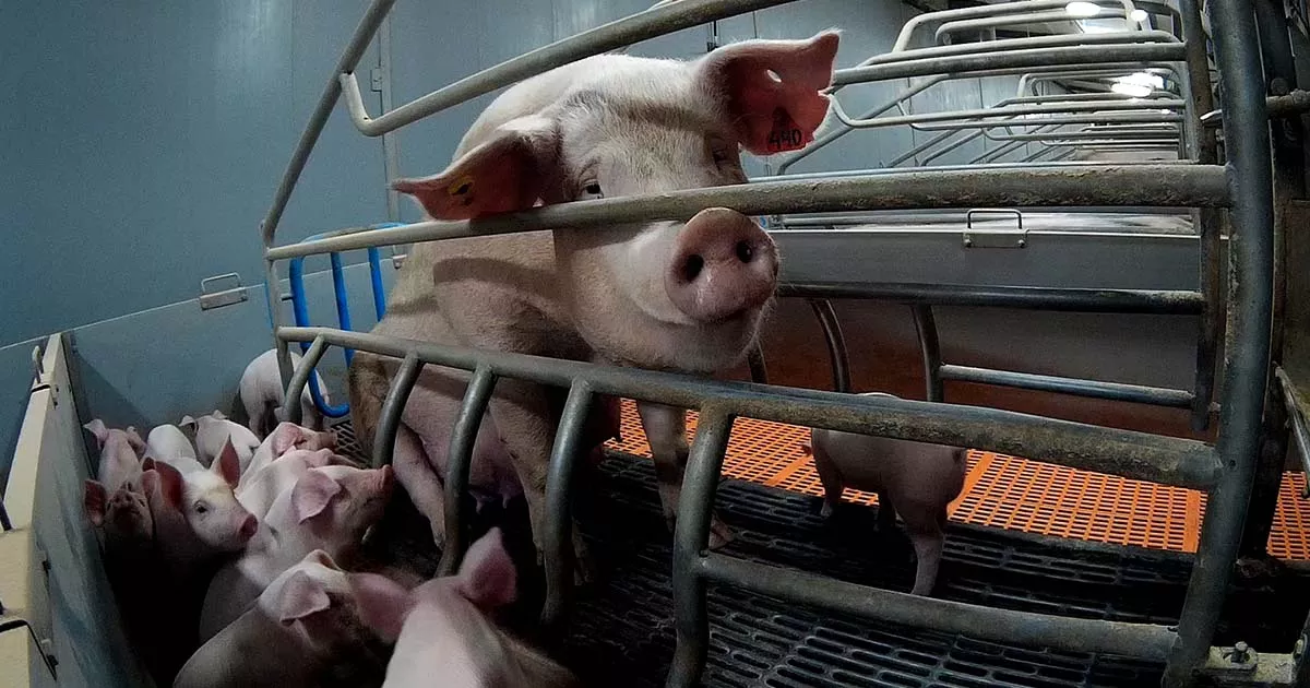Pig in a cage after giving birth to nice piglets