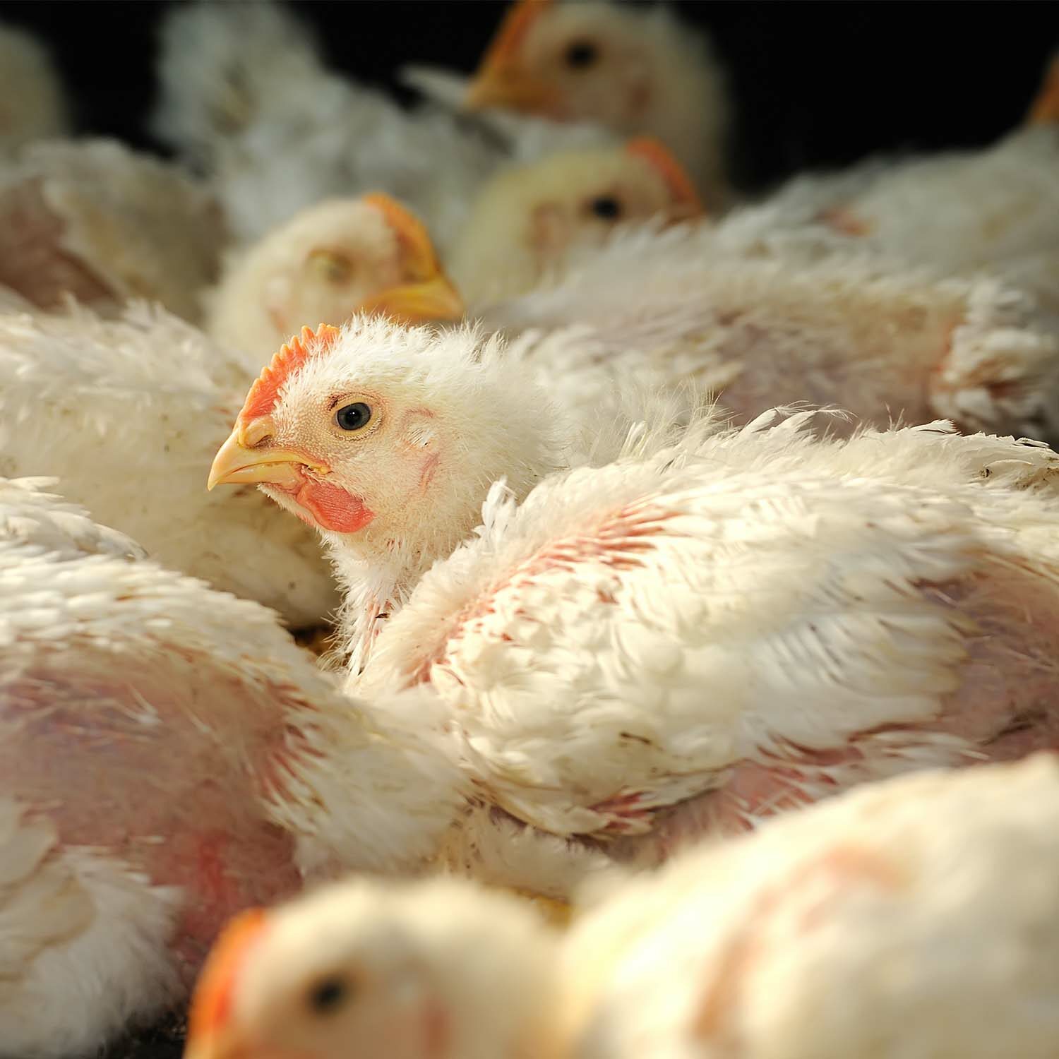 EU Commission Recognizes Plight of Fast-Growing Chickens for Meat | Animal  Equality
