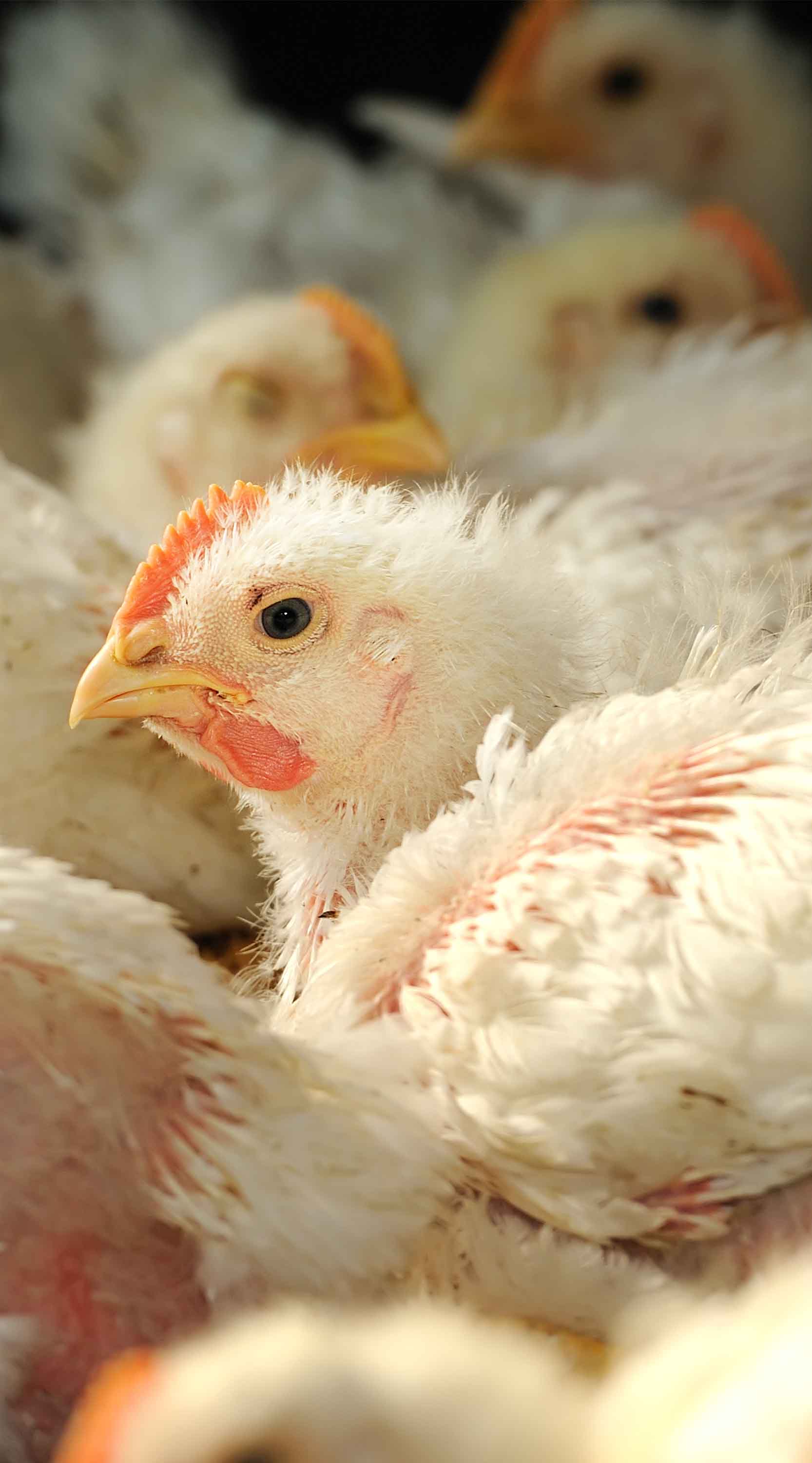 chicken