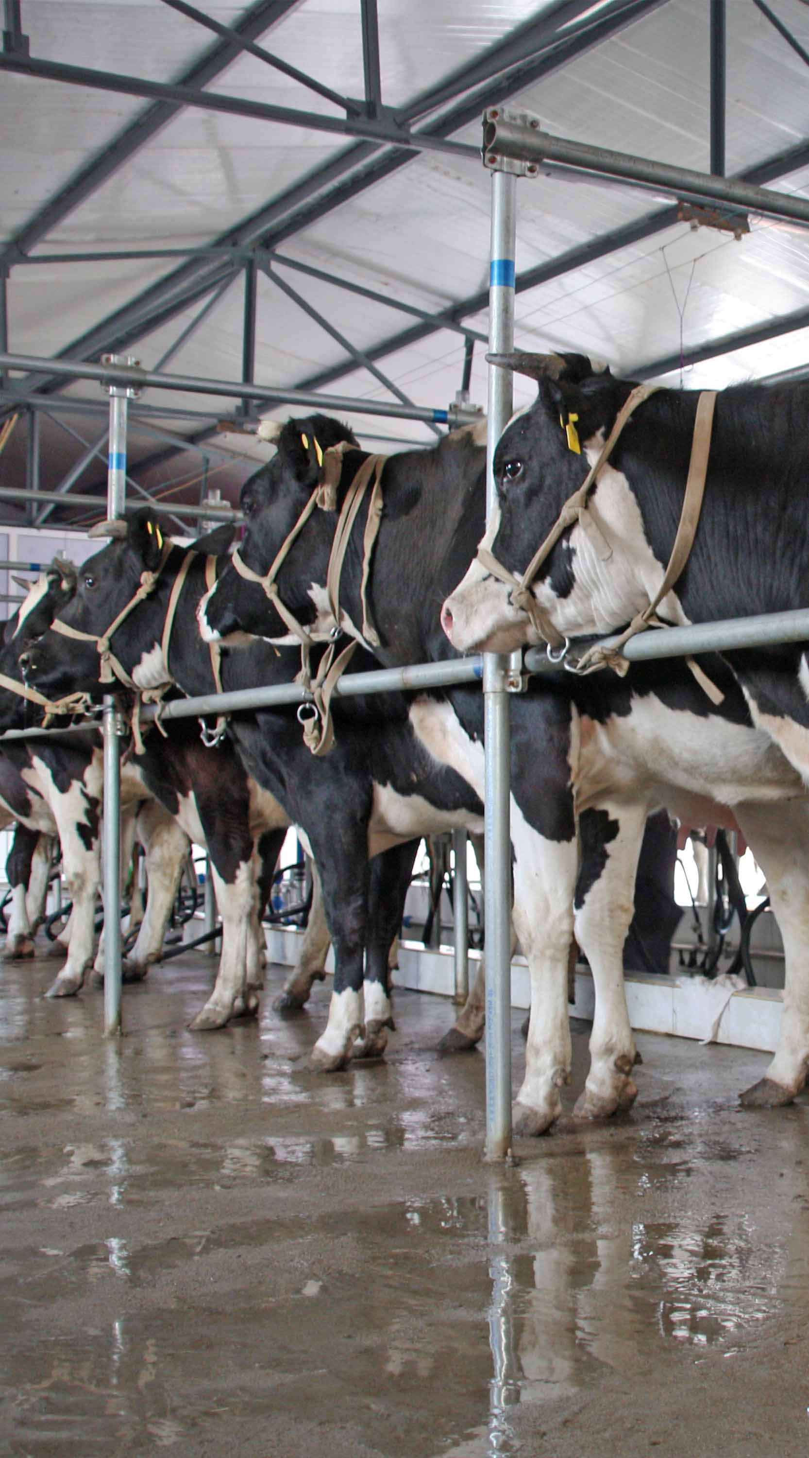 Cows in factory farming