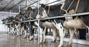 8 Cruel Standard Practices Of The Dairy Industry