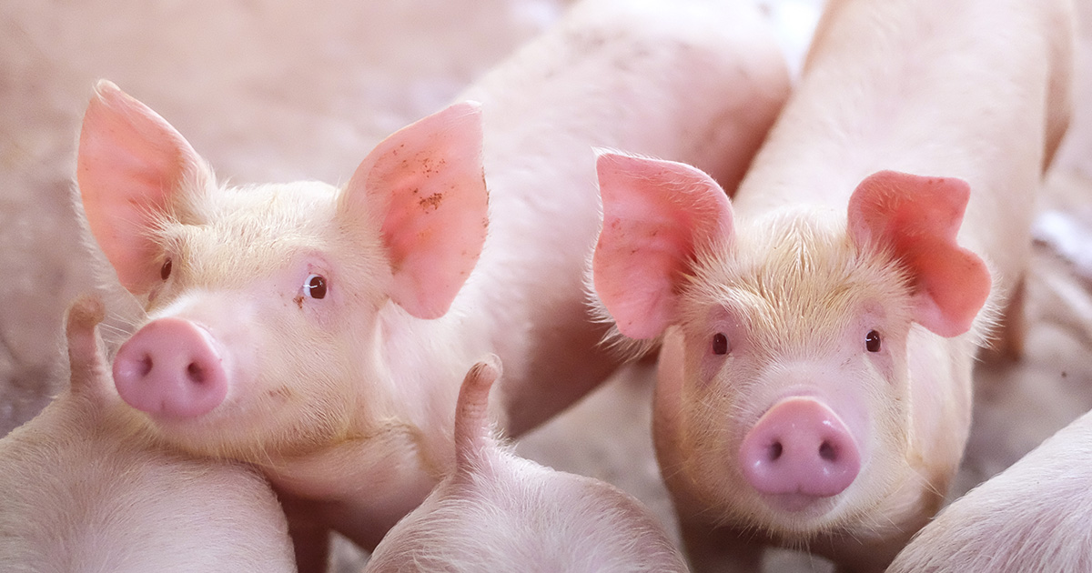two pair young pink pigs blog 1200x630 1 Activists Found Not Guilty After Rescuing Pigs From Utah Farm