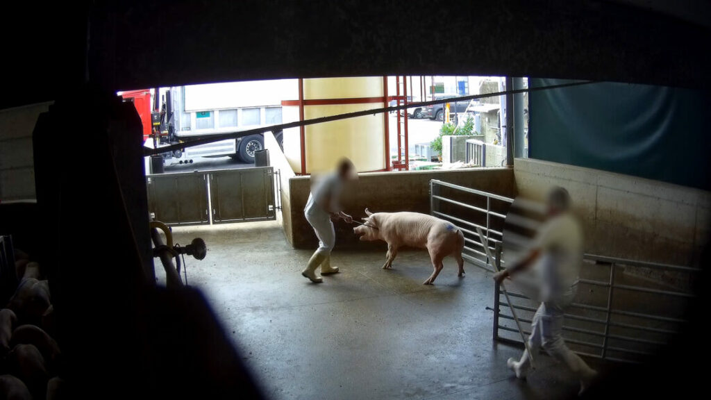 zema pig slaughterhouse italy abuse animal cruelty 1024x0 c default Animal Equality Was There During Their Final Moments