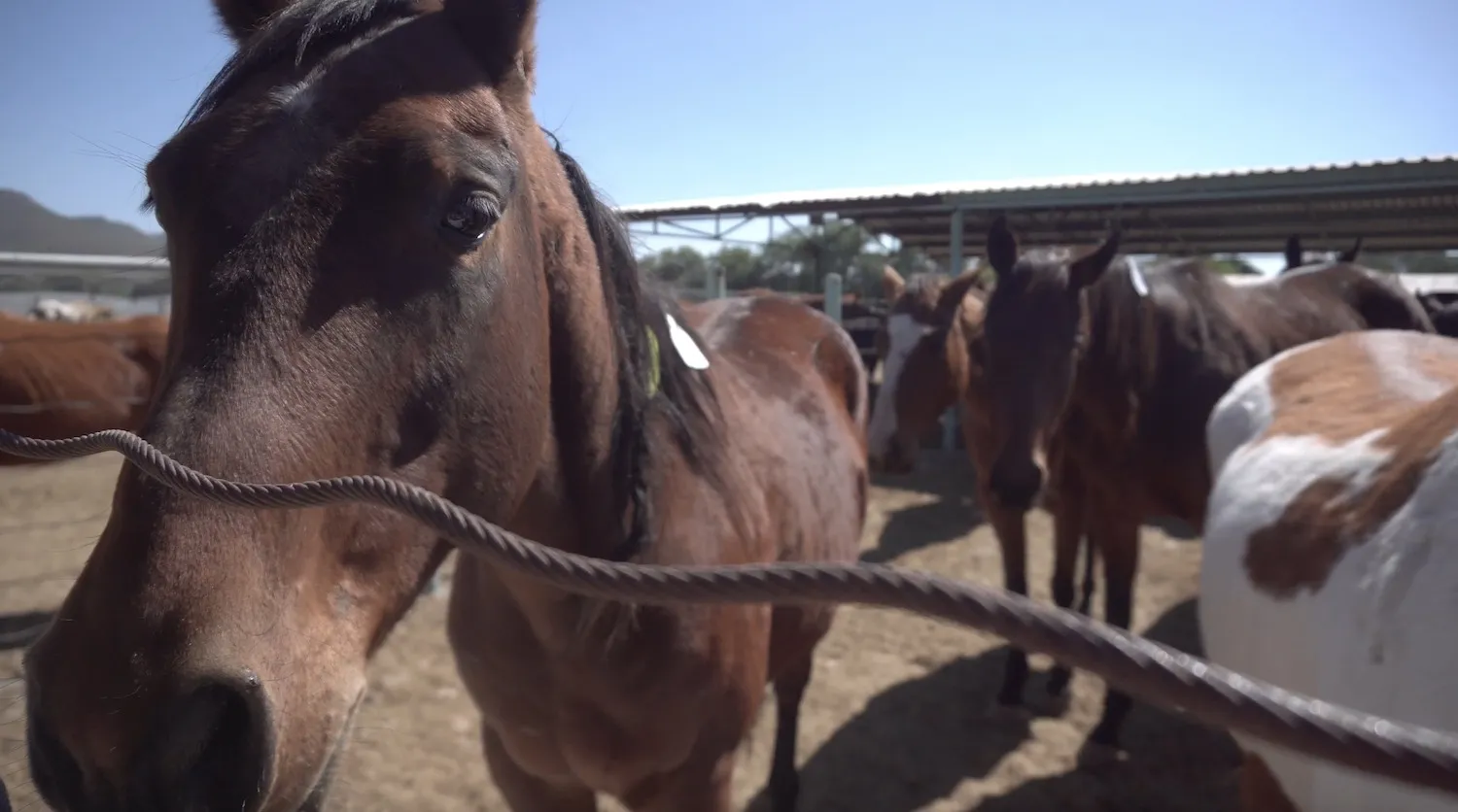 Horses - Donor magnet 7