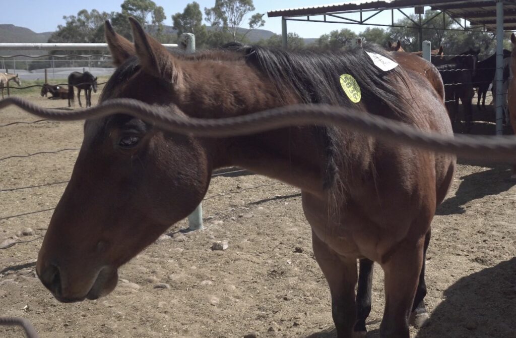 mexican horse slaughter houses