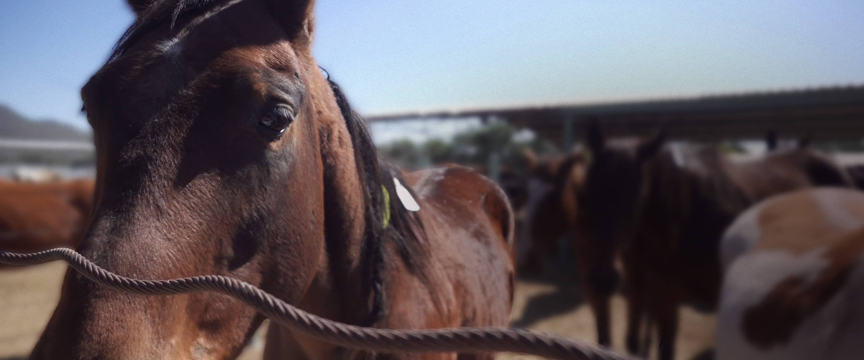 American Horse in a Mexican Slaughterhouse