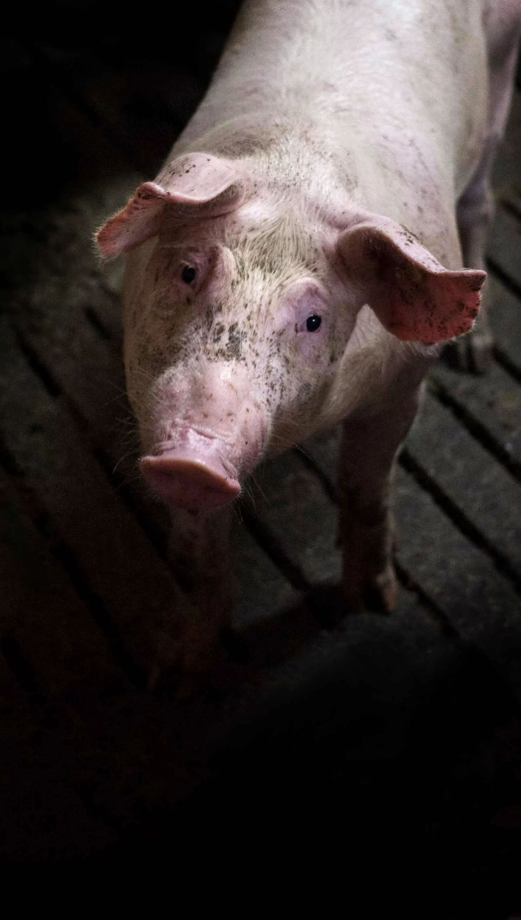 Pig in a factory farm