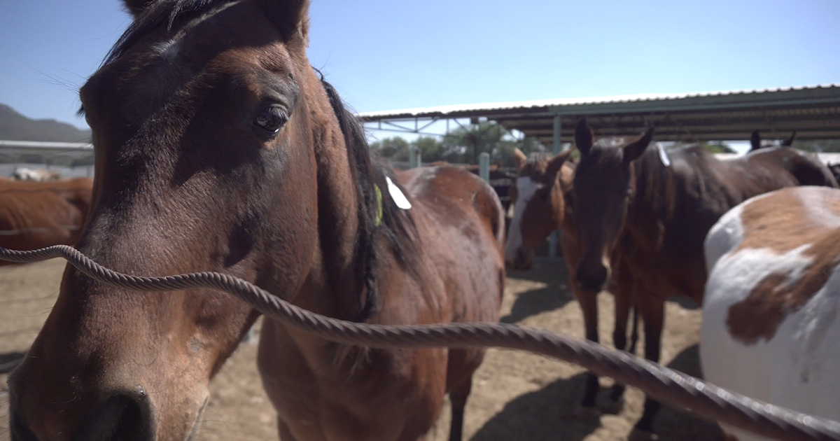 horse 5036 zacatecas mexico slaughter 1200x630 1 Animal Equality Finds US Horses Awaiting Slaughter in Mexico