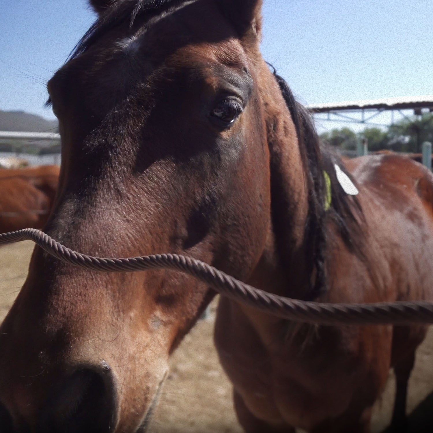 mexican horse slaughter houses