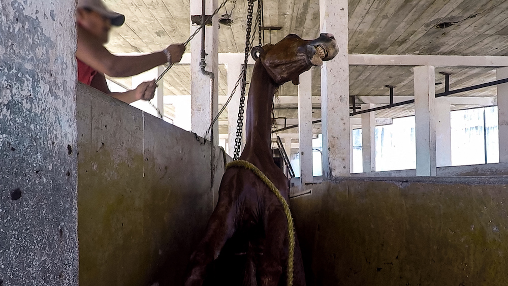 horse hung by neck chain mexico chiapas slaughter 1200x630 1 Animal Equality Finds US Horses Awaiting Slaughter in Mexico