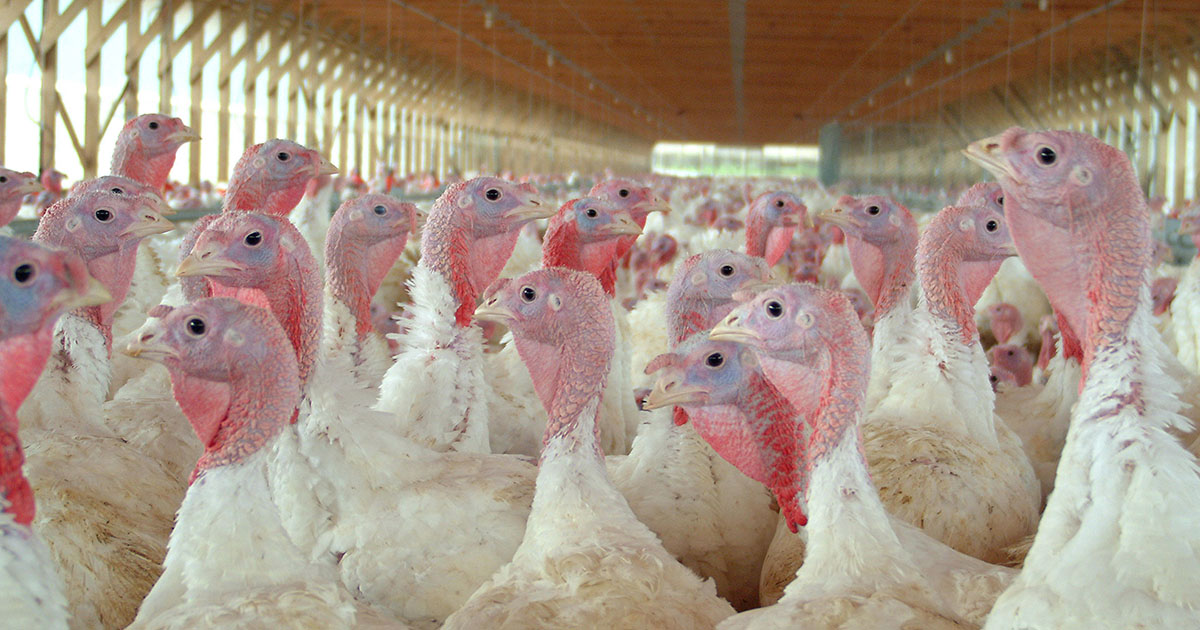 shutterstock turkeys farm 1200x630 1 Animal Equality Supports Lawsuit Against Diestel Turkey Ranch