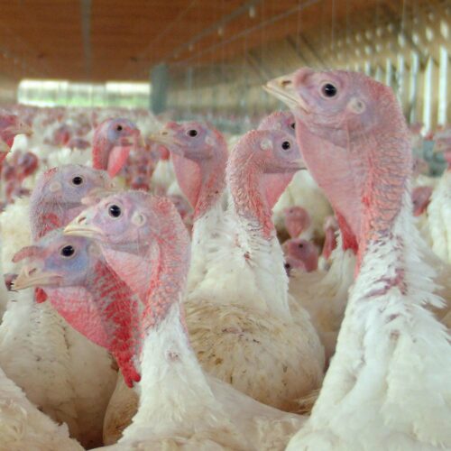 Animal Equality Supports Lawsuit Against Diestel Turkey Ranch