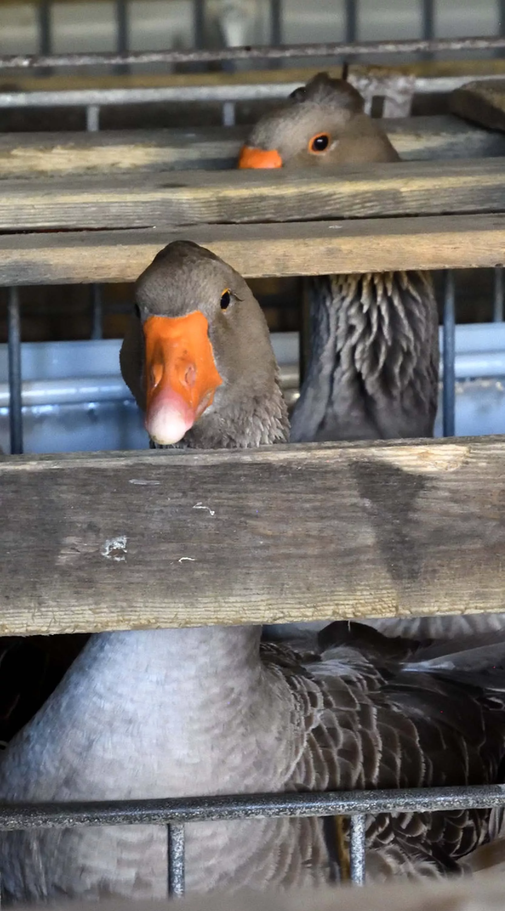 a grey duck inside a foie gras farm