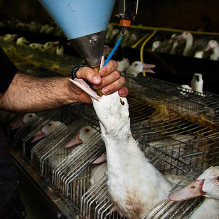 Duck in a cage force-fed for the production of foie gras