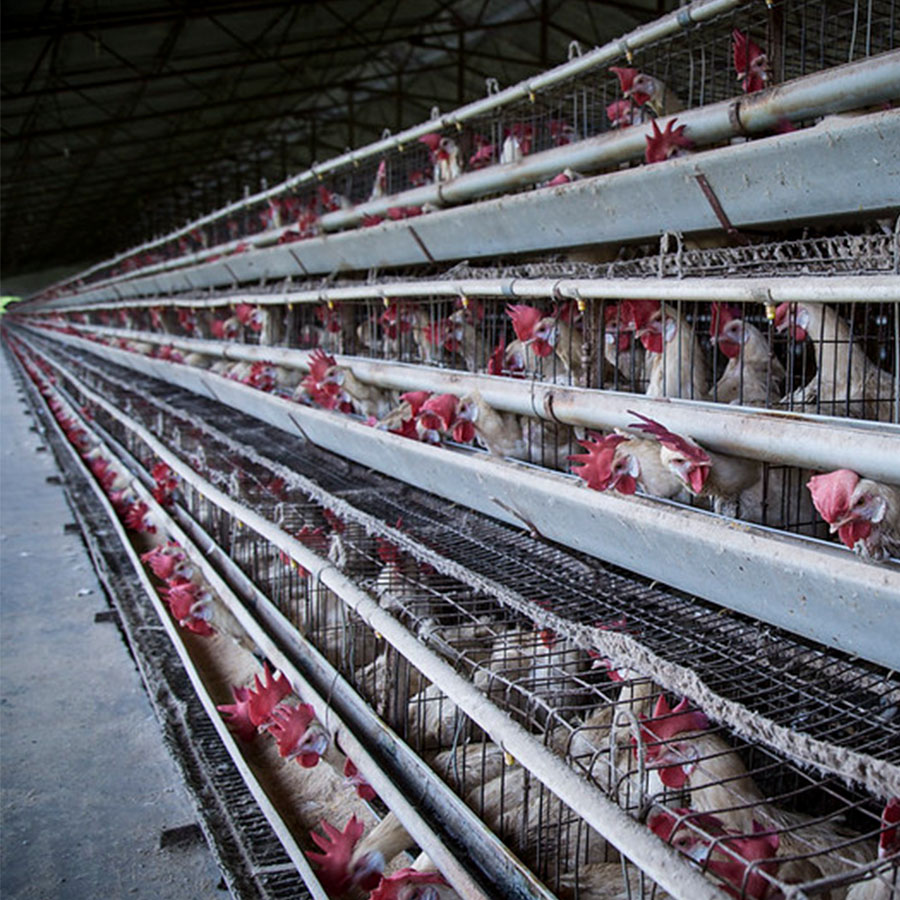 Hens confined in battery cages in an Indian factory farm