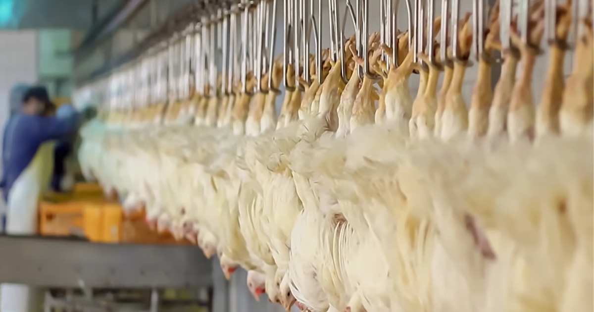 chickens in line of slaughterhouse