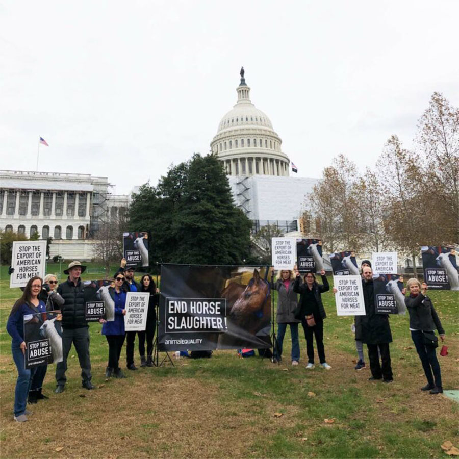 Animal Equality protest on Capitol Hill demanding an end to the transportation of horses to be killed
