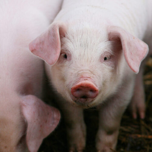 �Silent� Night in the Slaughterhouse