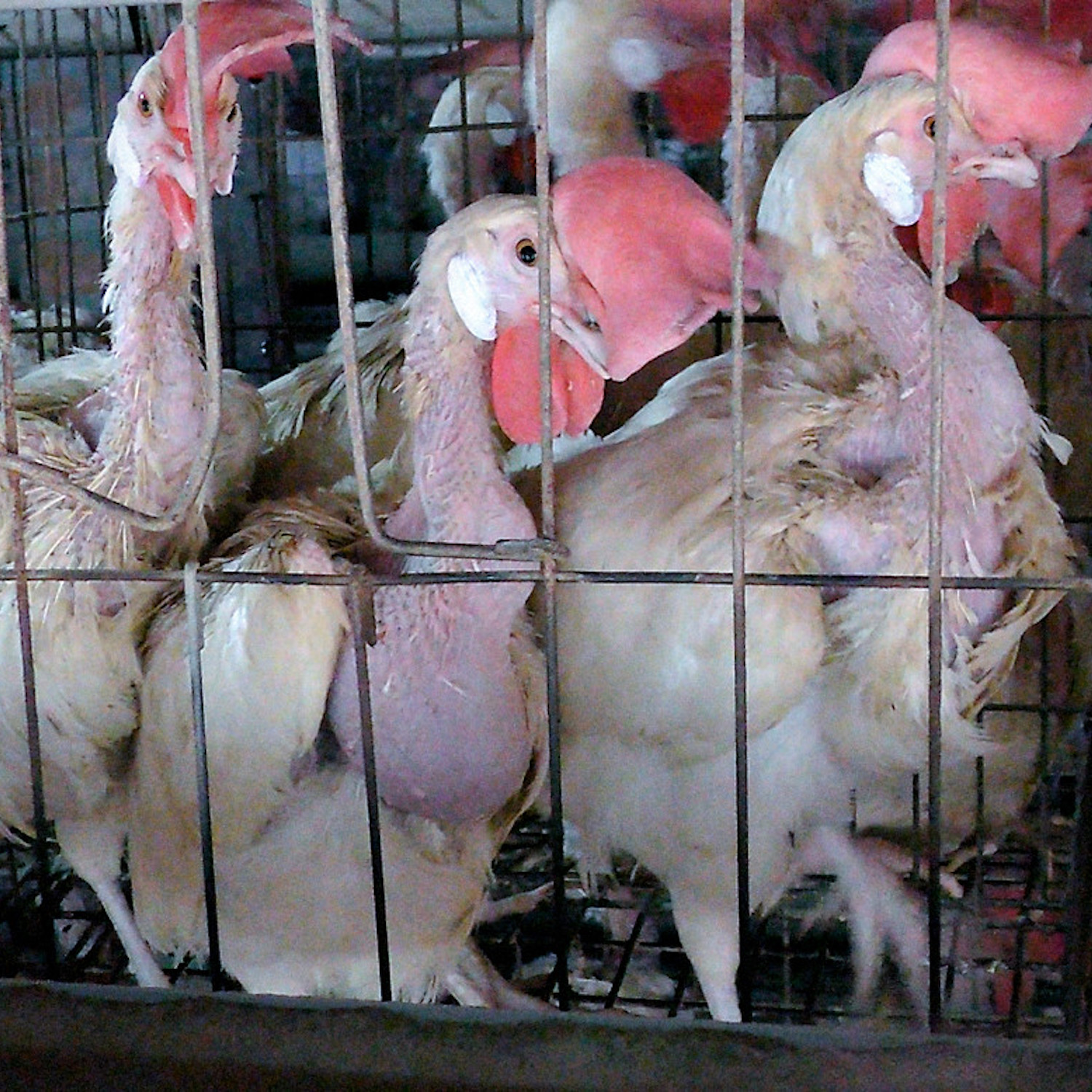 32170041334 60f45e95b8 h 1 The Open Wing Alliance Calls on Viking Cruises to Finally Announce a Ban on Cages for Hens