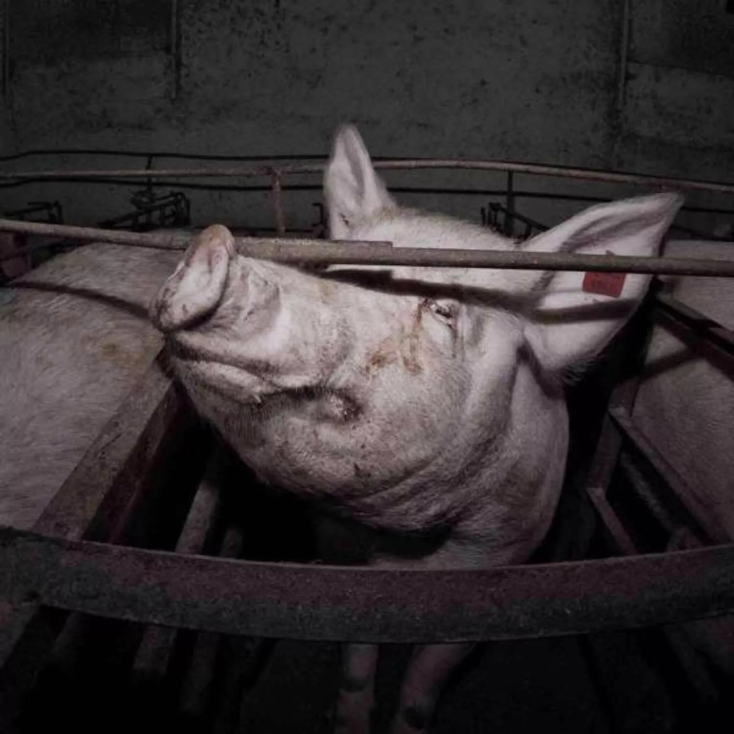 6 million pigs