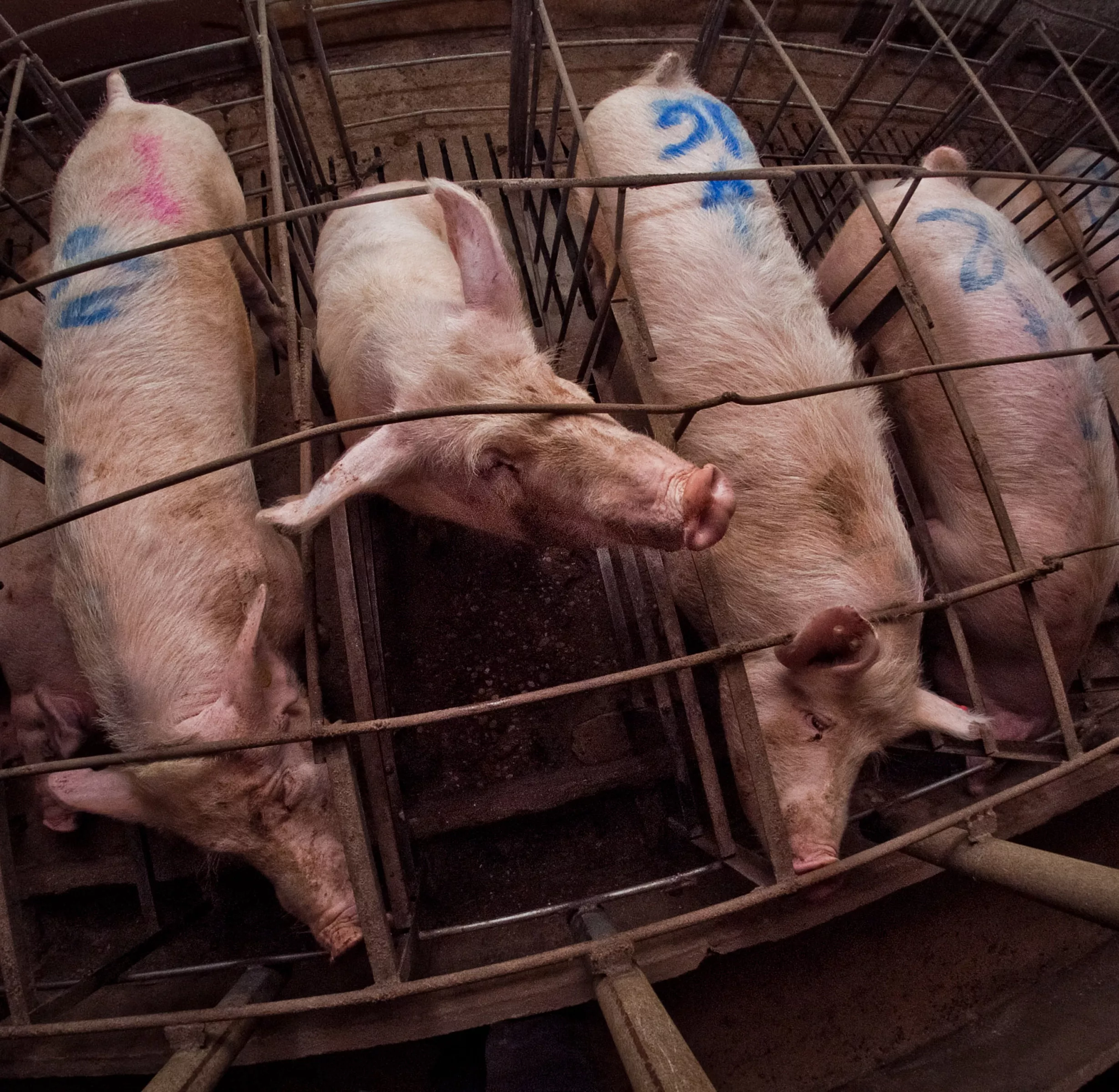Pigs confined in gestation cages