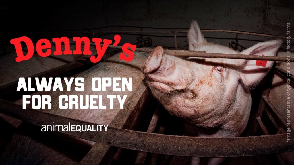 Denny's Abandons Pledge to End Cages for Pregnant Pigs
