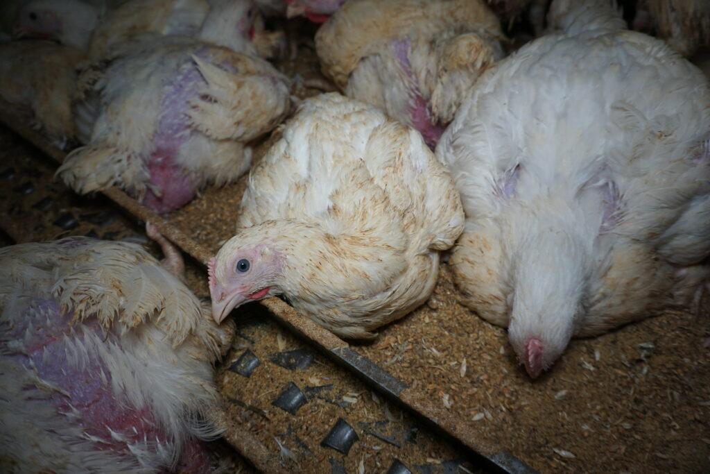 chicken factory farm