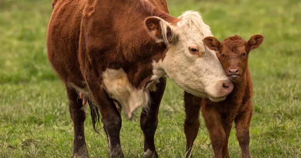 Mother cow and baby