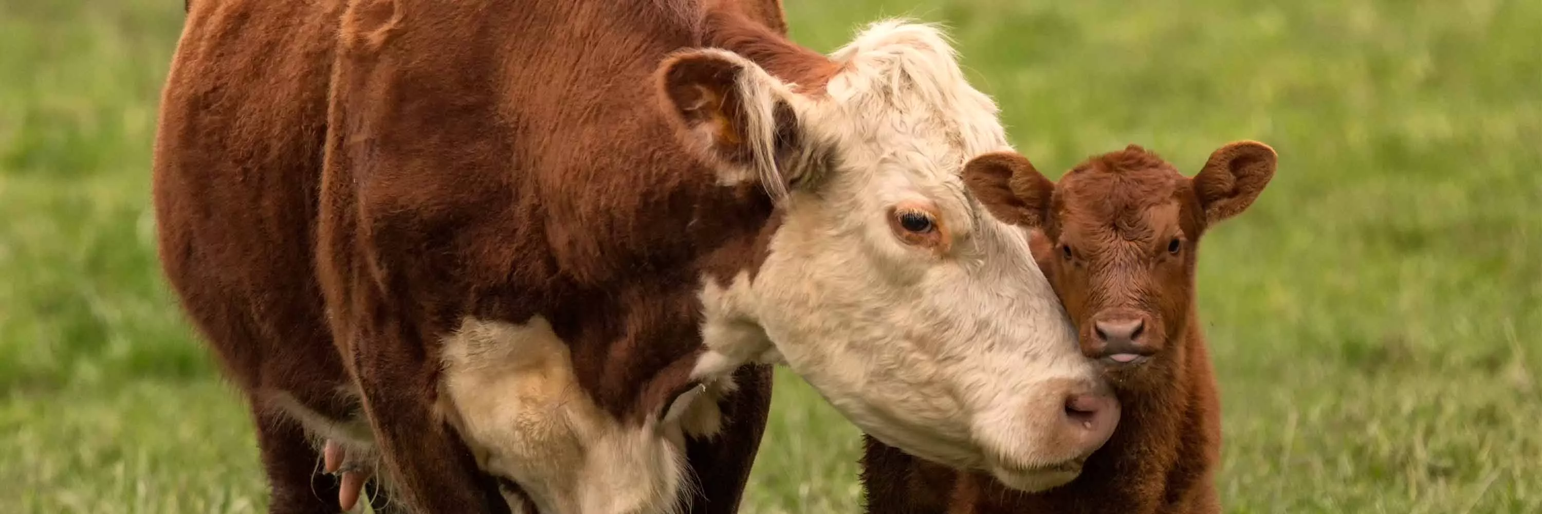 A calf standing in a field next to their mother.