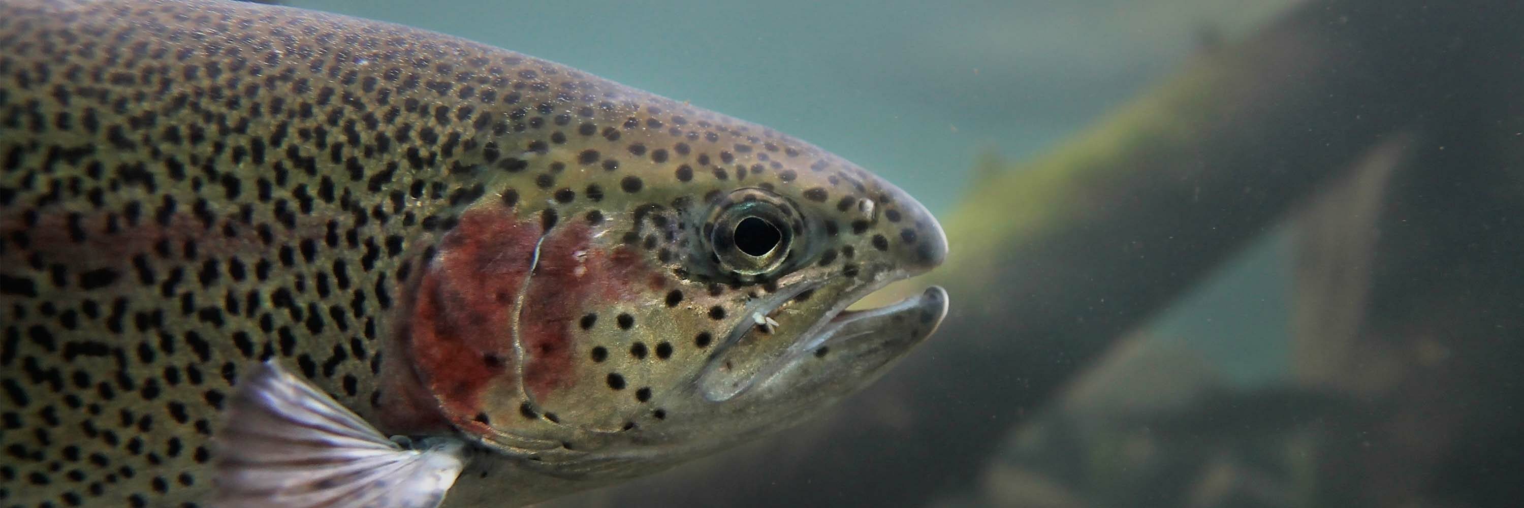Oregon Senate Hears Fish Welfare Plea, Animal Equality Co-presents
