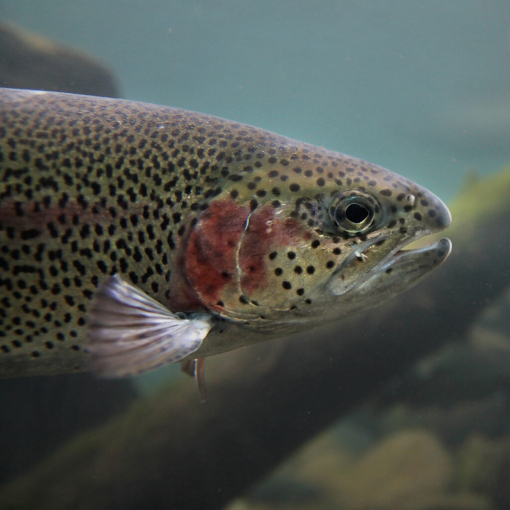 Fish on a freshwater fish farm