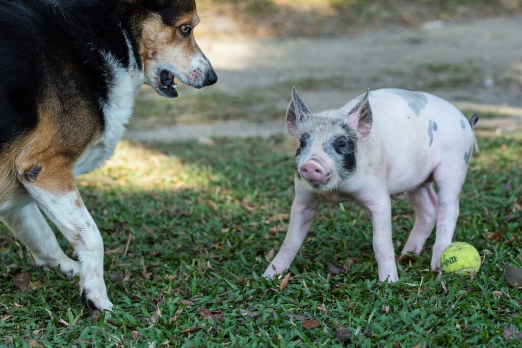 pig and dog 1 1024x0 c default Why Eliminating Gestation Crates for Mother Pigs Will be a Major Focus in 2023