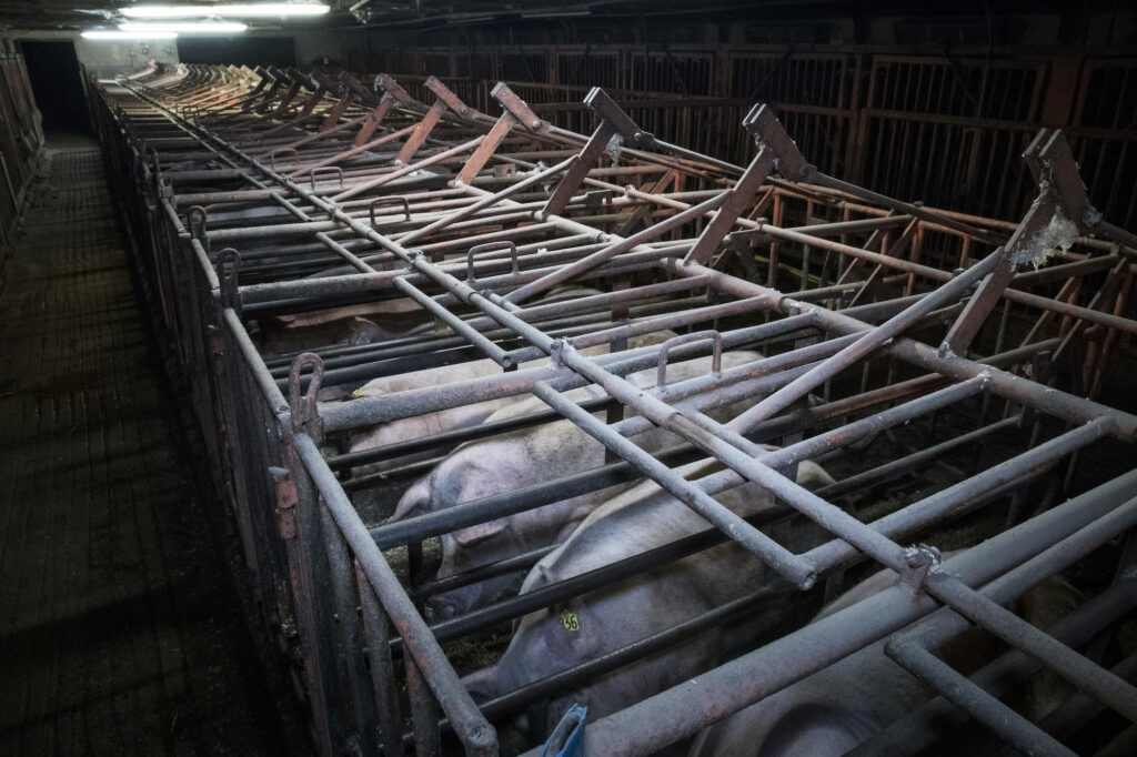 pigs crates 1 1024x0 c default Why Eliminating Gestation Crates for Mother Pigs Will be a Major Focus in 2023