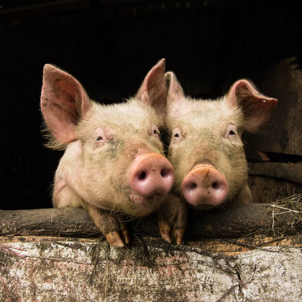 Pig in Traditional farm