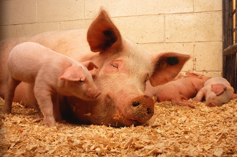 shutterstock Schwein2 Why Eliminating Gestation Crates for Mother Pigs Will be a Major Focus in 2023