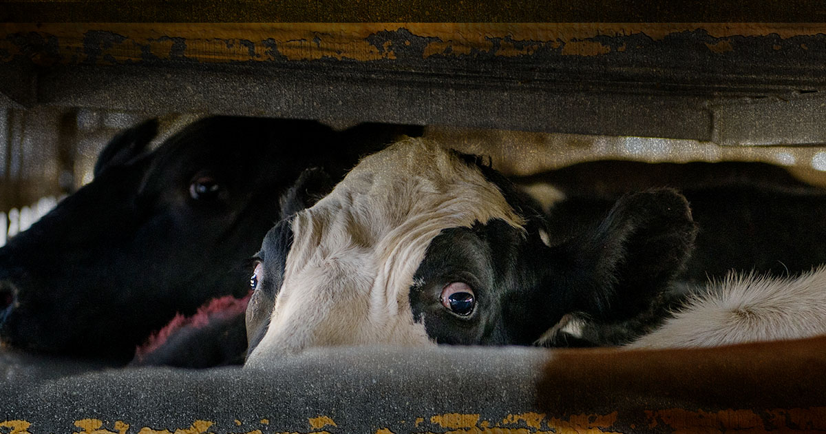 2022 cow truck scared mexico investigation 1200x630 1 The Long and Cruel Journey of Animals in Mexico