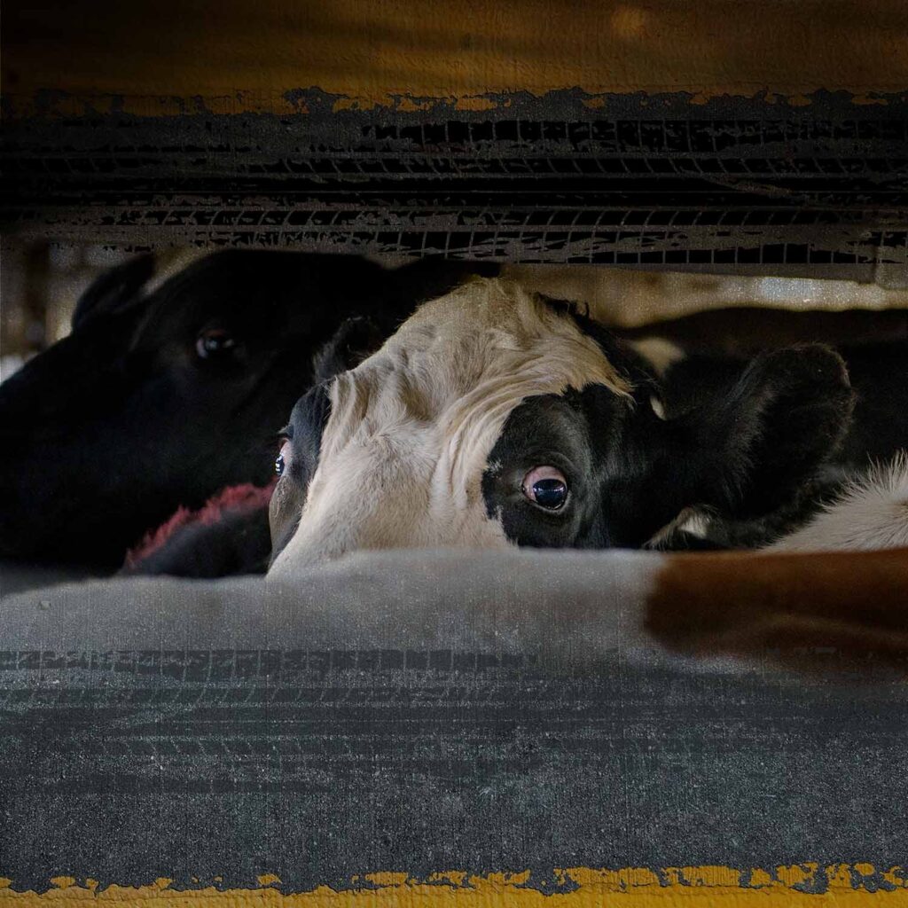 Cow inside truck transporting her to the slaughterhouse
