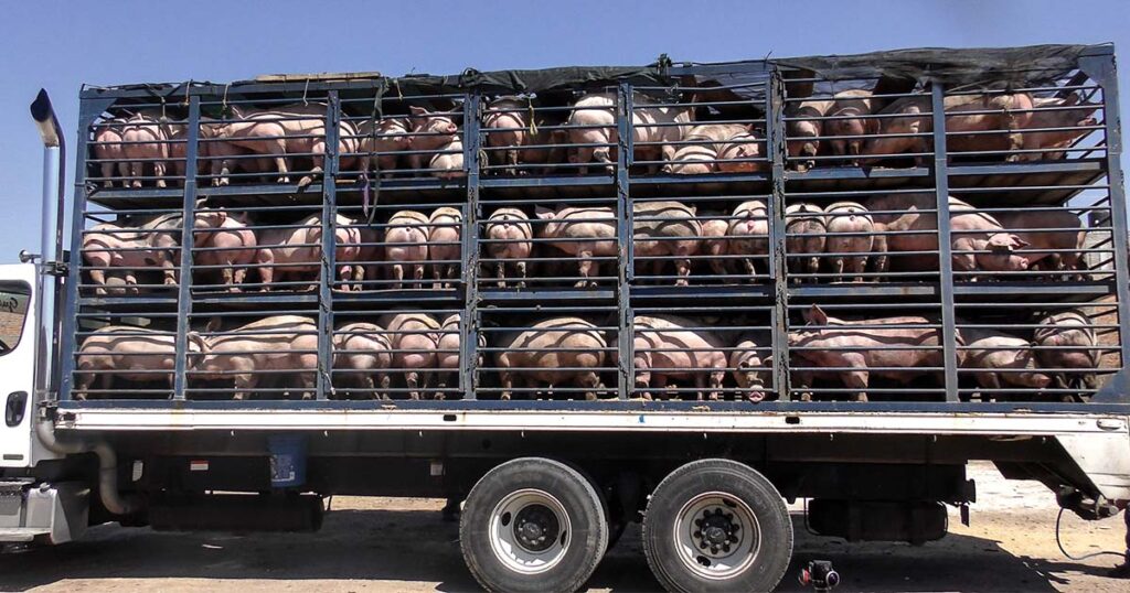 2023 mexico transport truck live animals overcrowded pigs 1200x630 1 1024x0 c default The Long and Cruel Journey of Animals in Mexico