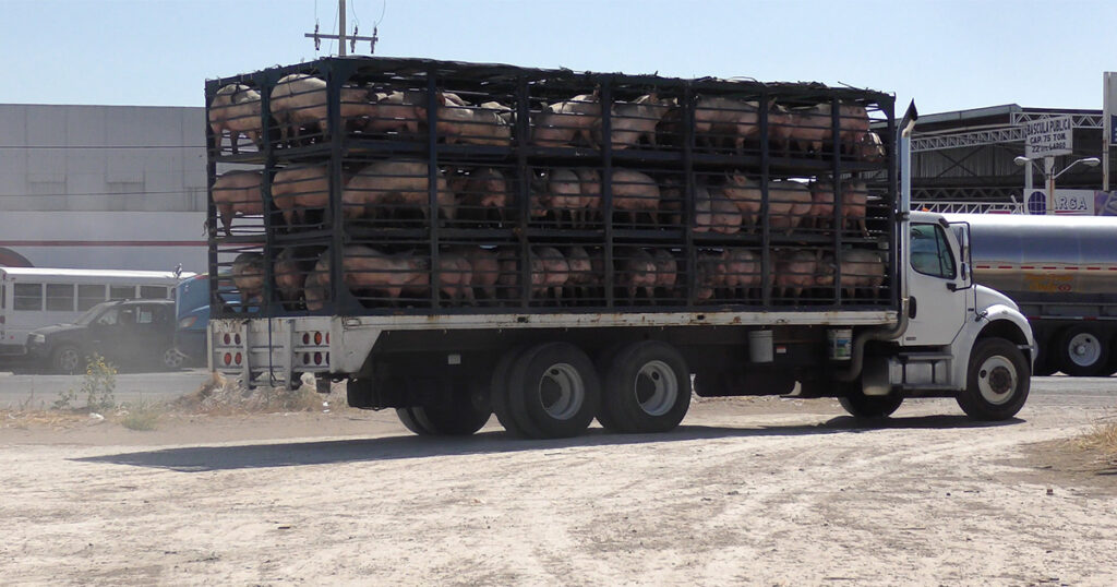 2023 mexico transport truck live animals pigs 1200x630 1 1024x0 c default The Long and Cruel Journey of Animals in Mexico