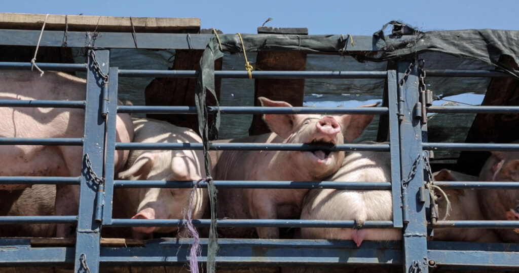 a pig on a transport truck biting the bars of the truck