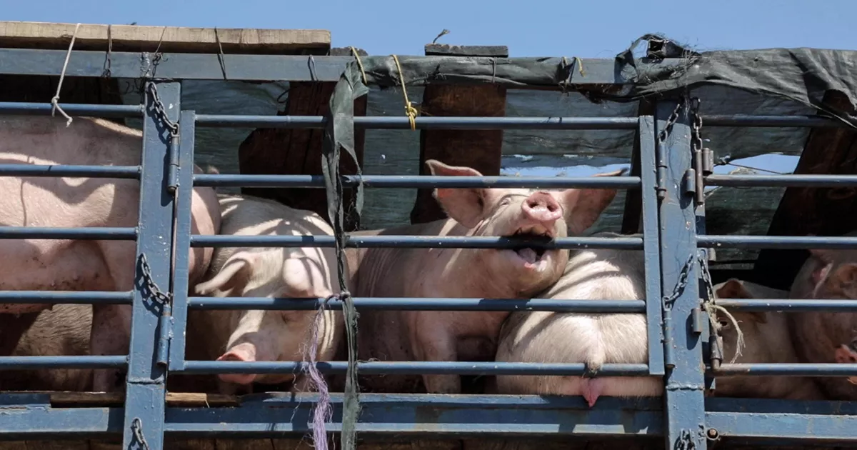 Pigs on a transport truck on the way to the slaughterhouse