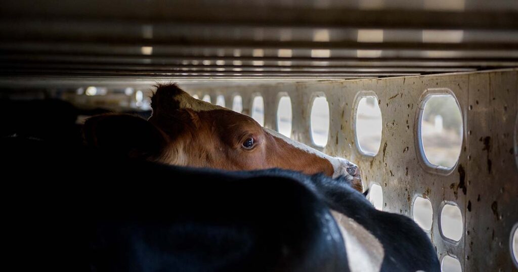 2023 transport truck live animals cow 1200x630 1 1024x0 c default The Long and Cruel Journey of Animals in Mexico