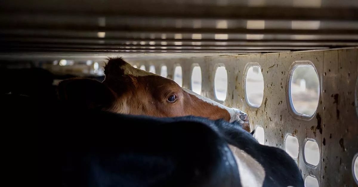 A cow in an overcrowded transport truck on the way to the slaughterhouse