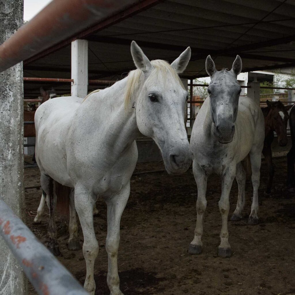 Animal Equality investigation inside horse slaughterhouse in Mexico 1500x1500 1024x0 c default A Campaign to Criminalize Animal Cruelty in Chiapas, Mexico